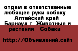 отдам в ответственные любящее руки собаку. - Алтайский край, Барнаул г. Животные и растения » Собаки   